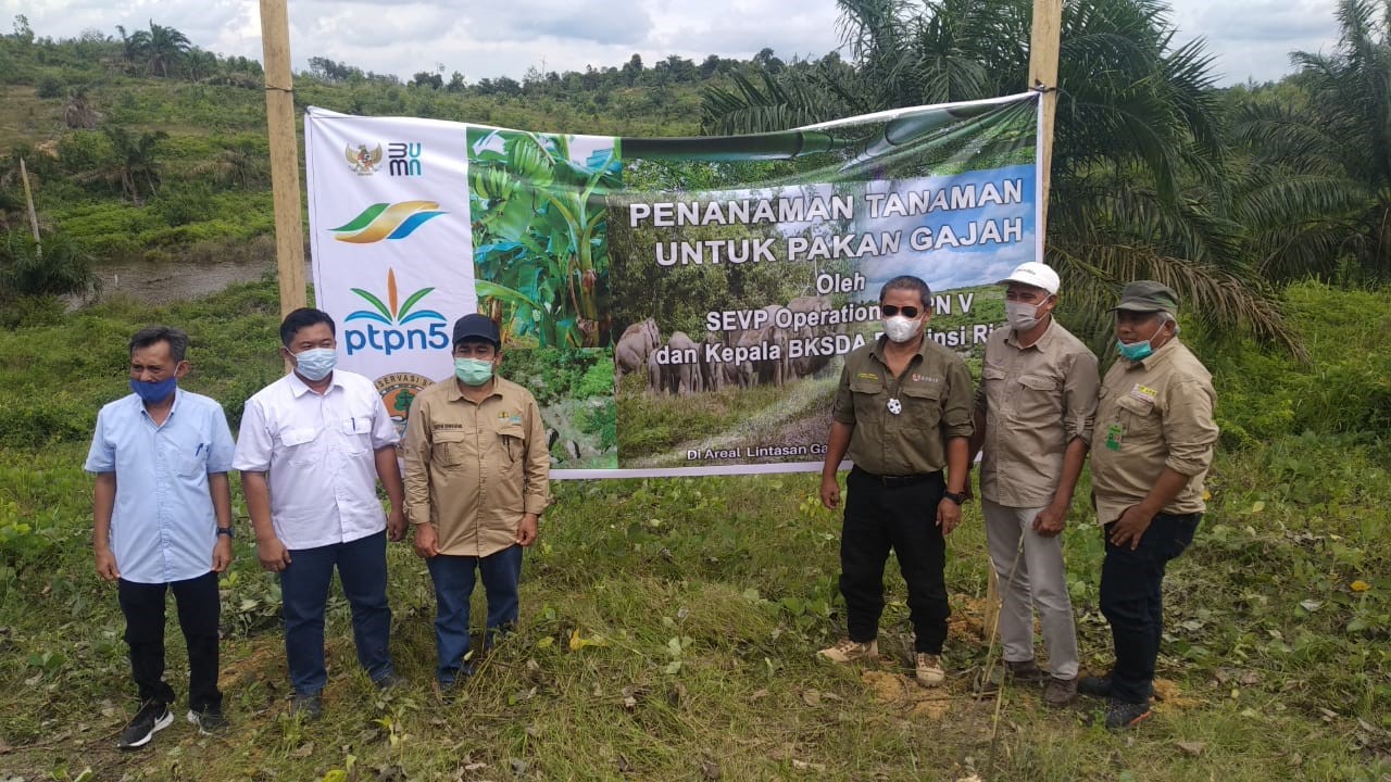 PalmCo Sinergi dengan BBKSDA Riau, Komitmen Perkuat Konservasi Gajah Sumatera